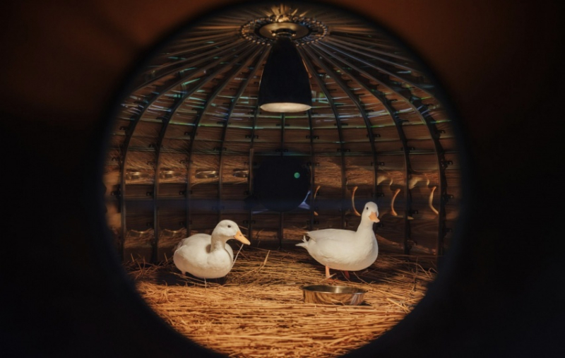 Дизайнер из Тайваня придумал укрытия для уток