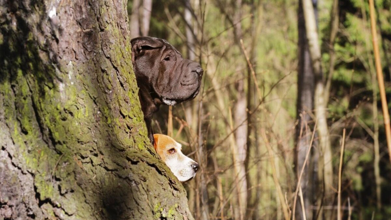 Не хотите сами — заставим законом: зачем власти готовятся ввести паспорта для собак