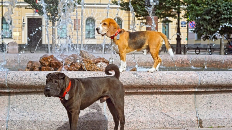 Не хотите сами — заставим законом: зачем власти готовятся ввести паспорта для собак