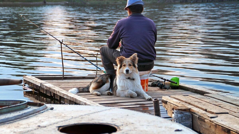 Не хотите сами — заставим законом: зачем власти готовятся ввести паспорта для собак