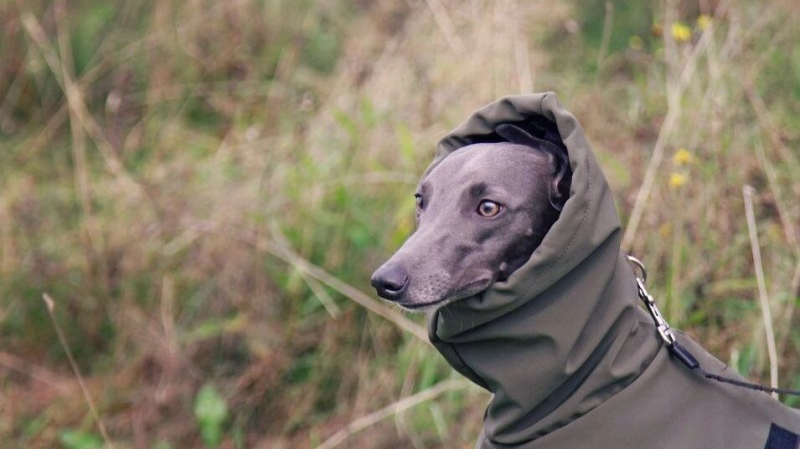 Не хотите сами — заставим законом: зачем власти готовятся ввести паспорта для собак
