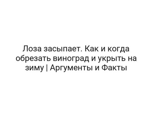 Лоза засыпает. Как и когда обрезать виноград и укрыть на зиму | Аргументы и Факты