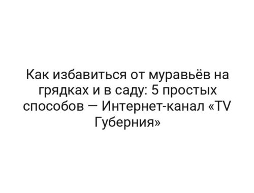 Как избавиться от муравьёв на грядках и в саду: 5 простых способов — Интернет-канал «TV Губерния»