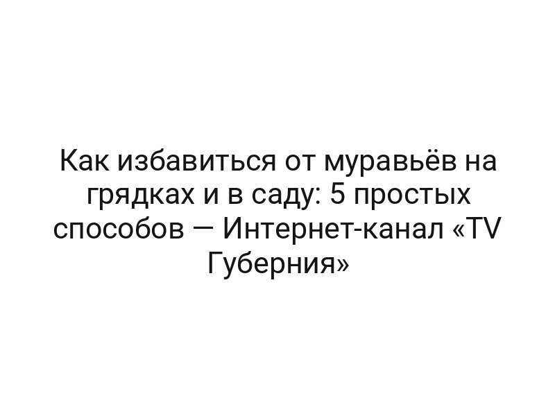 Как избавиться от муравьёв на грядках и в саду: 5 простых способов — Интернет-канал «TV Губерния»